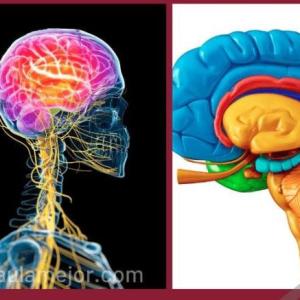 26 alumnos dijeron "mente y conexiones" Trivia neuroanatómica