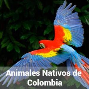 Animales Sorpendentes