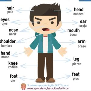 parts of the body