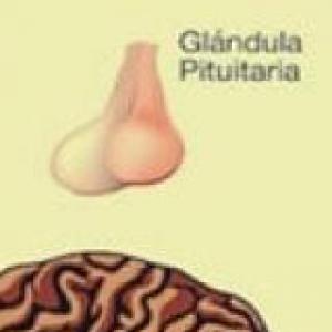 Sistema Endocrino y nervioso