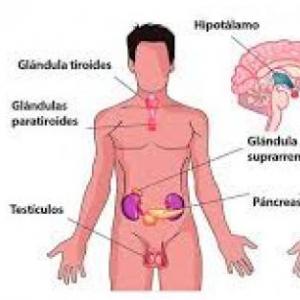 Sistema Endocrino