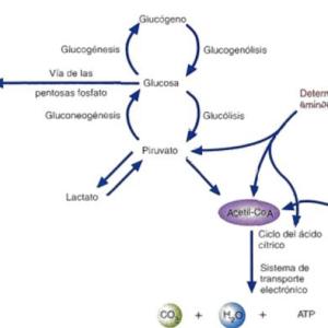 Rutas metabólicas de carbohidratos
