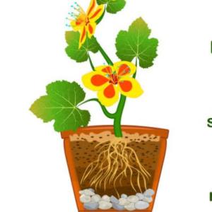 las partes de la planta