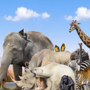 ANIMALES