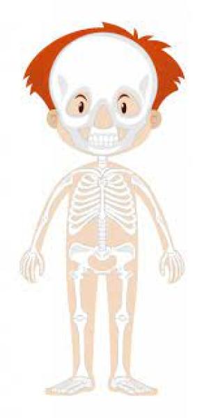 Anatomia