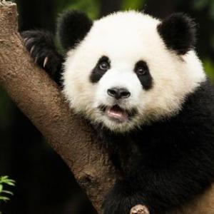 Animales Vertebrados e Invertebrados