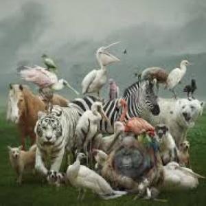 Animales