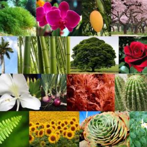 MEMORAMA DE PLANTAS