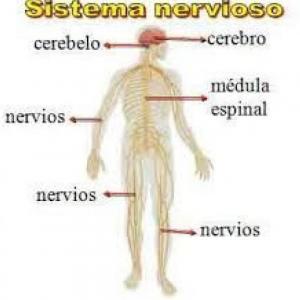 Partes del Sistema Nervioso