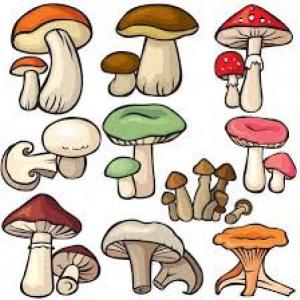 Reino fungi
