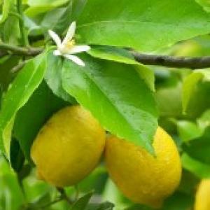 Partes de la planta