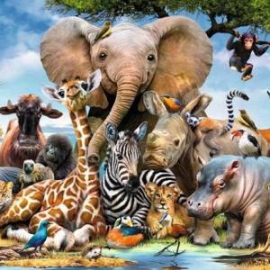 YOLKAMEH / ANIMALES