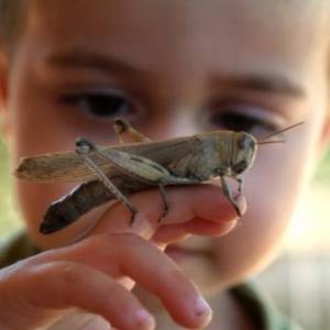 Bichos en el Ambiente