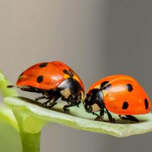 Que tanto sabes de Insectilandia
