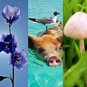 Rompecabezas de los Reinos de la Naturaleza