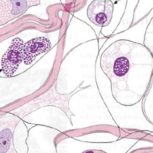Histología - Tejido Conectivo 