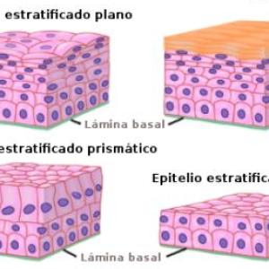 Epitelios