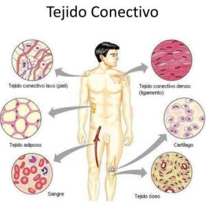 ¿Qué tanto sabes de tejido conectivo? 