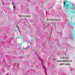 Tejido muscular