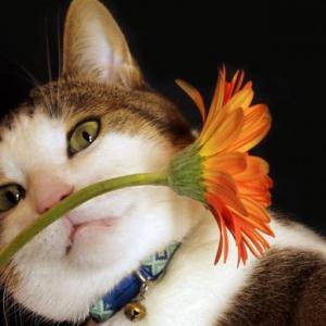 Gatito
