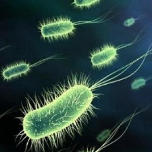 Bacteriología