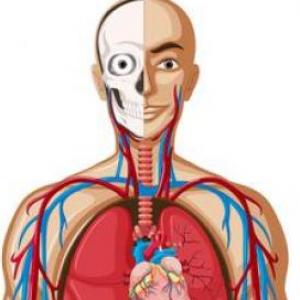 anatomía sistemas y aparatos