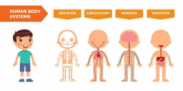 Sistemas del Cuerpo Humano
