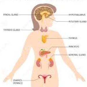 SISTEMA ENDOCRINO