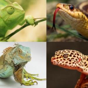 LOS REPTILES