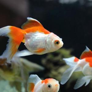 LOS PECES