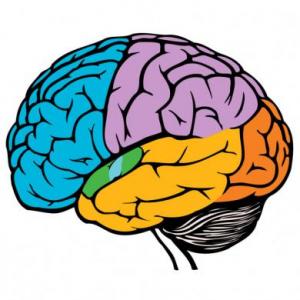 Partes del cerebro