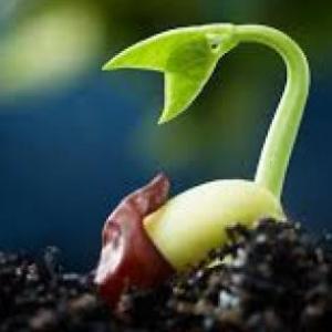 las partes de la planta