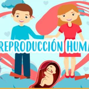Etapas de Reproducción Humana