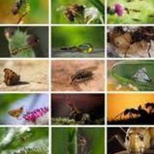 mundo de los insectos