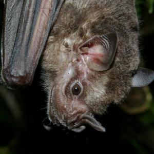 Imagen de portada del videojuego educativo: Murciélagos, de la temática Biología