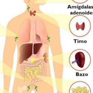 El sistemas Inmunológico