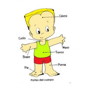 PARTES DEL CUERPO