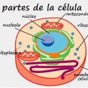Aprendimos de la célula