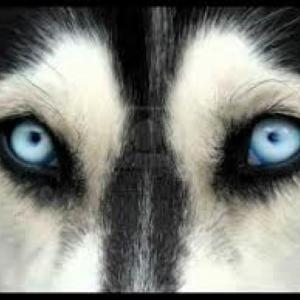 Imagen de portada del videojuego educativo: Ojos Perro Siberiano - Cap. XXI al XXIV, de la temática Lengua
