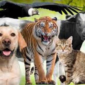 ¿cuanto sabes sobre animales?