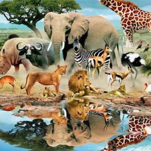 Animales Salvajes