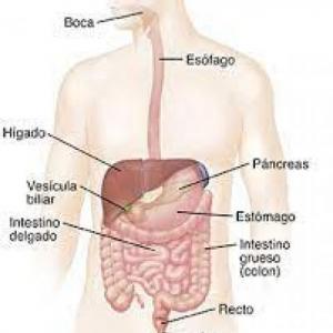 Sistema digestivo