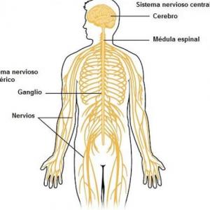 El sistema nervioso