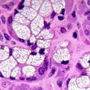 TEJIDO GLANDULAR EPITELIAL
