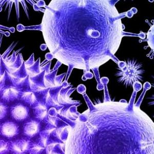 las bacterias