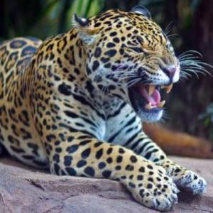 Los reinos de la naturaleza