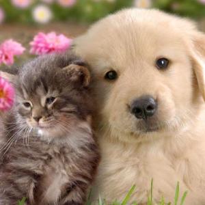 Animales domesticos