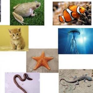VERTEBRADOS / INVERTEBRADOS