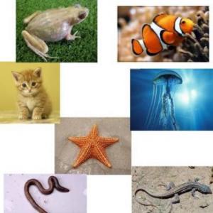 VERTEBRADOS / INVERTEBRADOS
