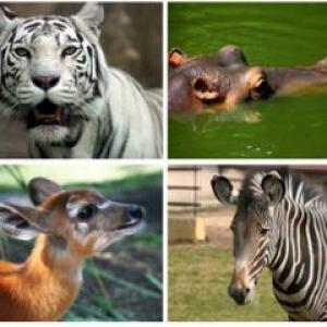 JUEGO DE LA MEMORIA CON ANIMALES